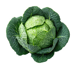 Fresh green cabbage harvest farm field food nature top view isolated on transparent background