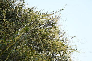 Cuscuta or Dodder plant. It is a genus species of yellow, orange,or red  parasitic plants. Its can be identified by its thin stems appearing leafless,with the leaves reduced to minute scales. Amarbel.