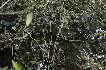 Cuscuta or Dodder plant. It is a genus species of yellow, orange,or red  parasitic plants. Its can...