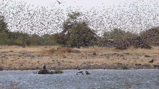 Massive flock of birds in Etosha National Park Namibia