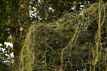 Cuscuta or Dodder plant. It is a genus species of yellow, orange,or red  parasitic plants. Its can be identified by its thin stems appearing leafless,with the leaves reduced to minute scales. Amarbel.