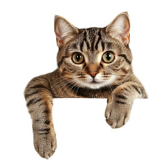 Close-up of a cute tabby cat peeking over edge with curious expression and bright green eyes on a white background