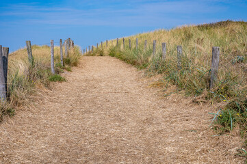 Path through the dunes with fence and beach grass on the North Sea coast
