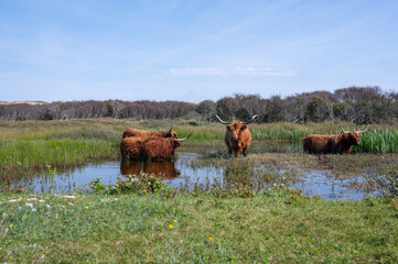 Highland cattle at a small lake in a dune landscape