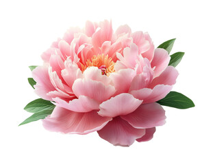 Beautiful pink peony flower nature bright isolated on transparent background