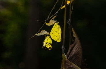 Newly emerged Common Grass Yellow (Eurema Hecabe) butterflies can be seen clinging to their empty pupal cases, resembling a garland. This butterfly species found in Asia, Africa, and Australia. Larva.