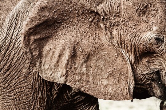 Close-up side view of an Elephant covered in mud, Tsavo East national park, Kitui, Kenya