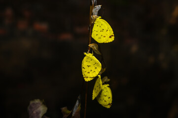 Newly emerged Common Grass Yellow (Eurema Hecabe) butterflies can be seen clinging to their empty pupal cases, resembling a garland. This butterfly species found in Asia, Africa, and Australia. Larva.