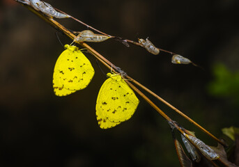 Newly emerged Common Grass Yellow (Eurema Hecabe) butterflies can be seen clinging to their empty pupal cases, resembling a garland. This butterfly species found in Asia, Africa, and Australia. Larva.