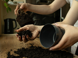 hands with soil, plant and pot, stages of plant transplanting