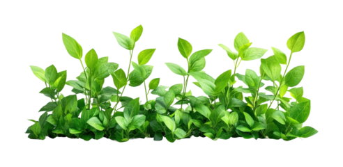 Vibrant green plants display nature freshness isolated on transparent background