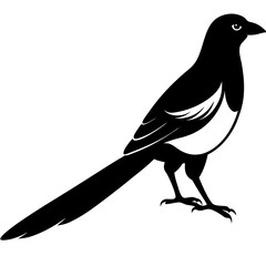 Obraz premium vector silhouette of a magpie with long tail and curved wings, standing, (11)