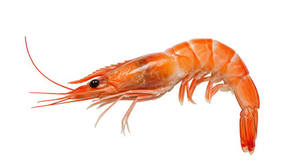Isolated Cooked Shrimp for Seafood Dish