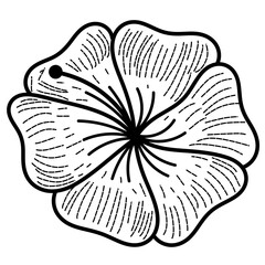 Fototapeta premium vector drawing of a lily