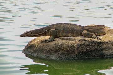A monitor lizard sits still on a large rock, gazing into the calm water below. 