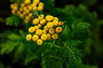 Dunvegan Castle overlooks the Isle of Skye’s coast, surrounded by manicured gardens, exotic plants and a small harbor. Historic interiors reveal centuries of heritage in a stunning natural setting.
