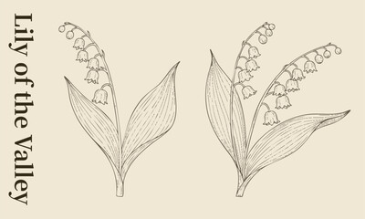 Lily of the Valley lineart illustration