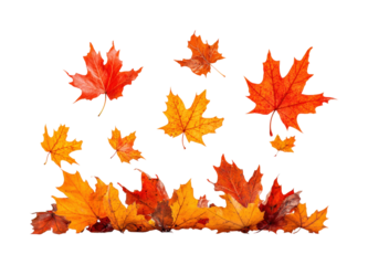 Autumn leaves falling natural scene botanical outdoors isolated on transparent background