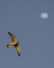Cernícalo y la luna