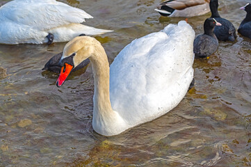 ducks and swans