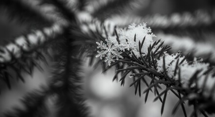 Snowflake on Pine Branch, Photo