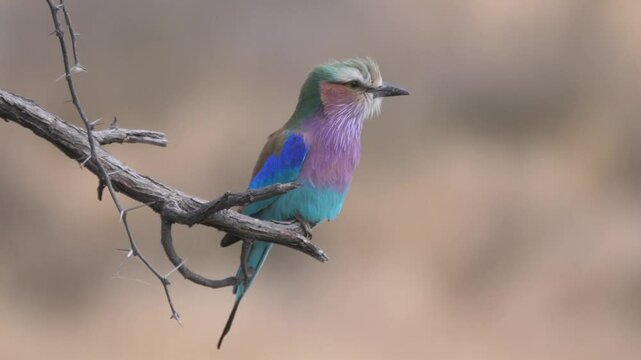 Lilac-breasted roller on a branch in Khaudum National Park Namibia