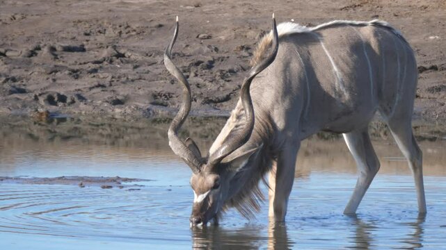 Greater kudu drinking from a waterpool in Khaudum National Park Namibia