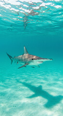 Fototapeta premium Hammerhead Shark Swimming Underwater in Turquoise Ocean