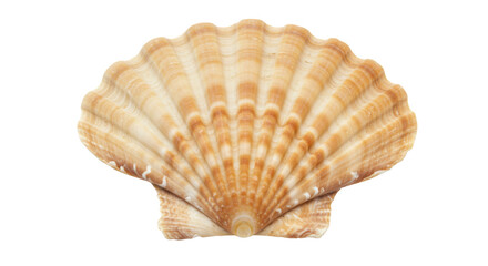 Isolated Scallop Shell with Ridges and Texture