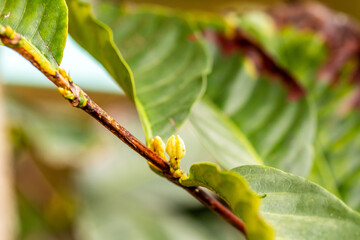 Coffea arabica pertenece a la familia de Rubiaceae.