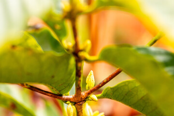 Coffea arabica pertenece a la familia de Rubiaceae.