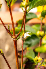 Coffea arabica pertenece a la familia de Rubiaceae.