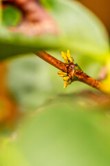 Coffea arabica pertenece a la familia de Rubiaceae.