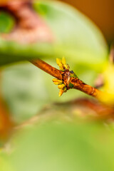 Coffea arabica pertenece a la familia de Rubiaceae.