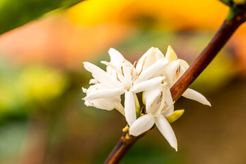 Coffea arabica pertenece a la familia de Rubiaceae.