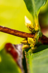 Coffea arabica pertenece a la familia de Rubiaceae.