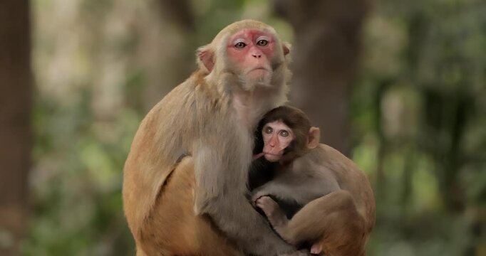 Macaques in nature. Macaques constitute a genus (Macaca) of gregarious monkeys. Macaques are found in a variety of habitats throughout the Asian continent and are highly adaptable.