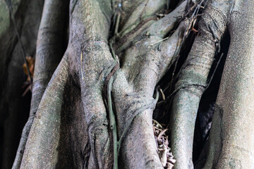 Intricate Textured Tree Roots