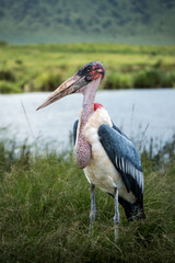 Ein einzelner Marabu Storch posiert mit auffallendem Kehlsack und Schnabel am Ufer eines Sees im Ngorongoro Krater in Tansania, Afrika