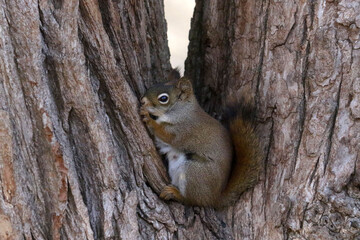 Red Squirrel in crotch of tree eating seeds