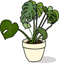 green plant in a pot
