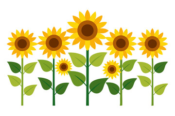 Illustration of a sunflower field with green stems and leaves against a white background in a flat design