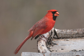 Male Cardinal on windy day with feather crest blowing all over the place