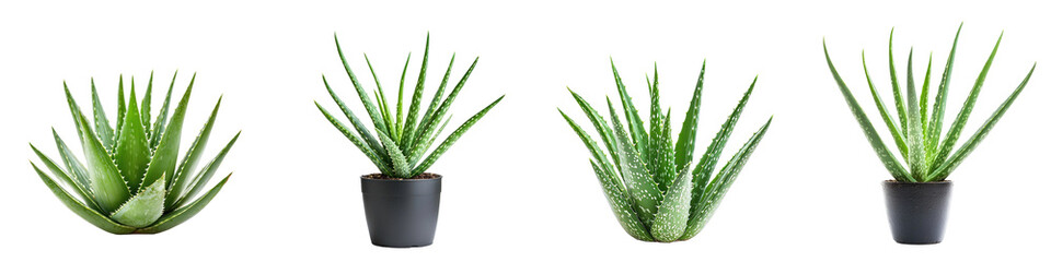 Collection of A single aloe vera plant with thick, spiky leaves, isolated on a transparency background