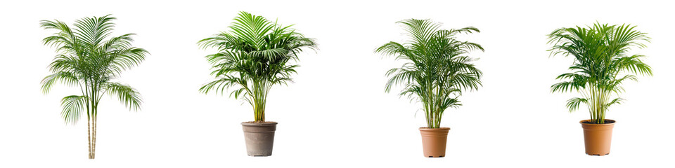 Obraz premium Collection of A potted Areca palm tree, displayed against a transparency background