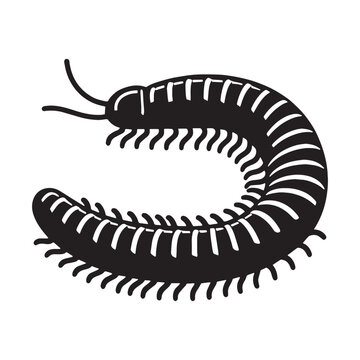 Sleek Millipede silhouette, a natural representation in shadow &ndash; Millipede illustration &ndash; Minimalist millipede vector &ndash; Insect silhouette

