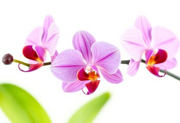 Obraz premium Delicate pink phalaenopsis orchid branch, isolated on white, pink flowers, romantic