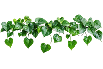 Heart shaped green leaves vine. on a transparent background
