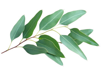 Obraz premium Fresh Eucalyptus leaves on a transparent background