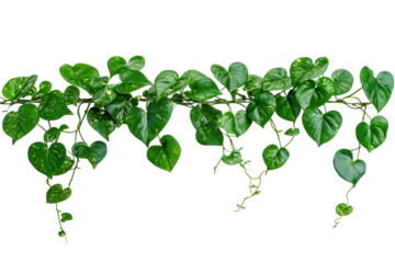 Heart shaped green leaves vine. on a transparent background